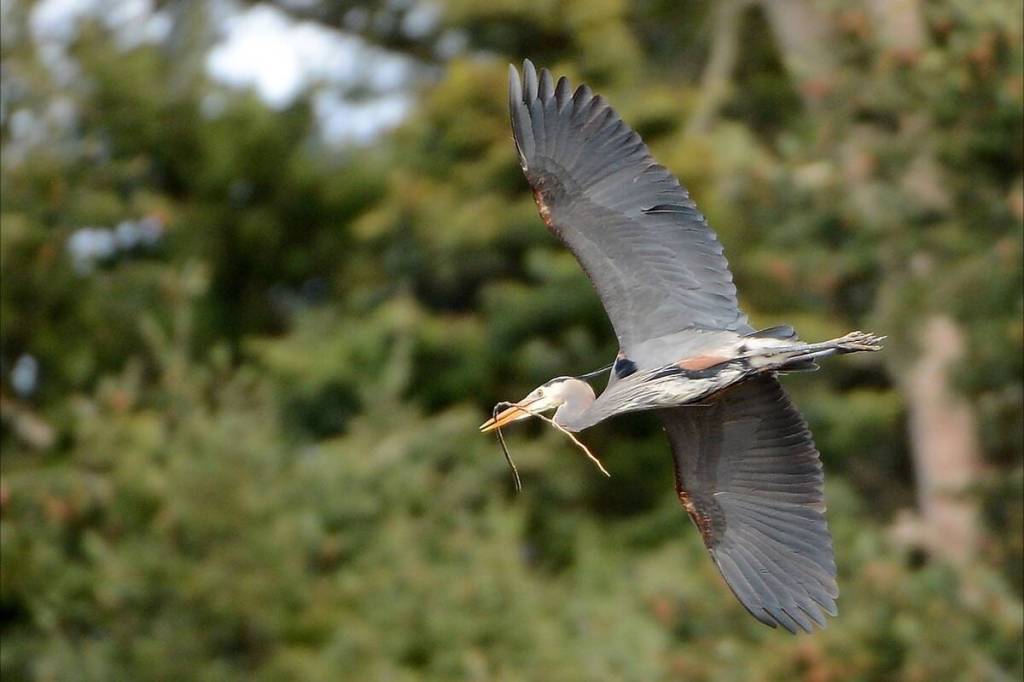 Help tally Delta’s birds for science during annual Christmas count